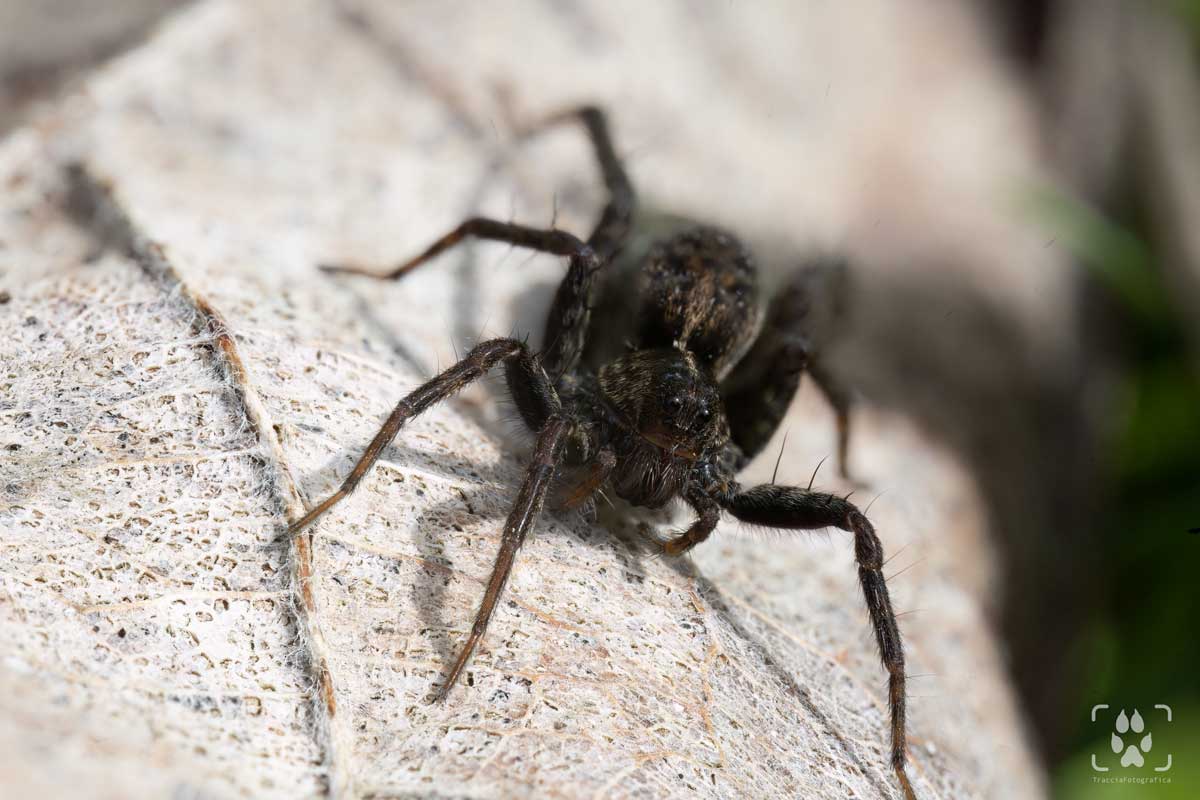 ragno lupo macrofotografia