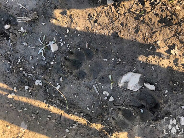 riconoscimento impronte animali