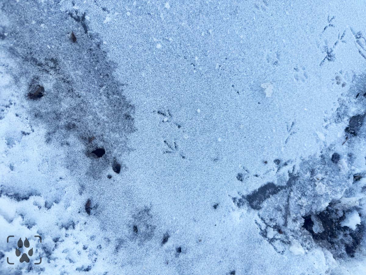 riconoscimento impronte animali selvatici - tracce sulla neve