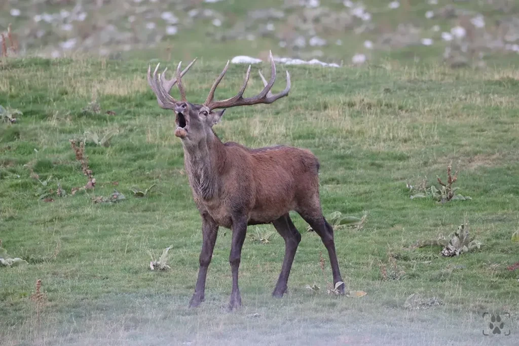 fotografia naturalistica header sito