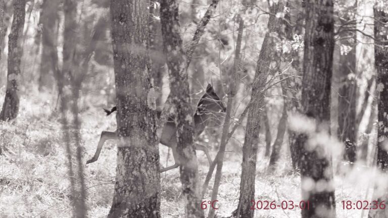 fototrappolaggio naturalistico cos e