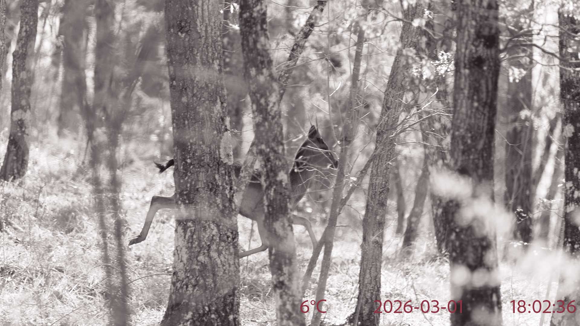 fototrappolaggio naturalistico cos e